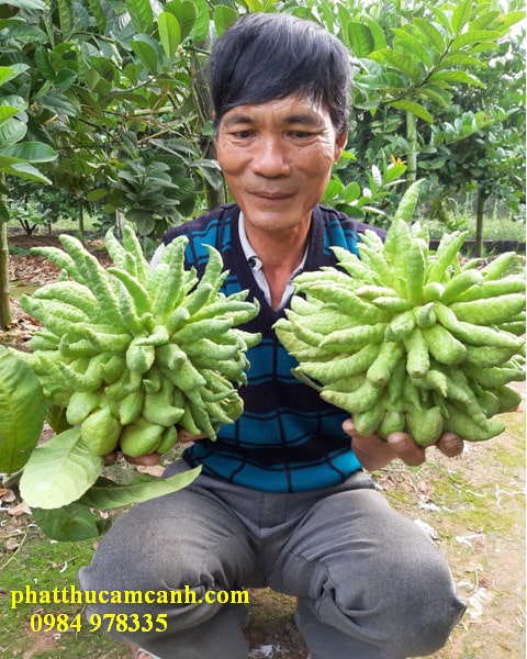 Hai quả phật thủ đại gia tiền triệu tại trang trại Lan Yên, Hà Nội